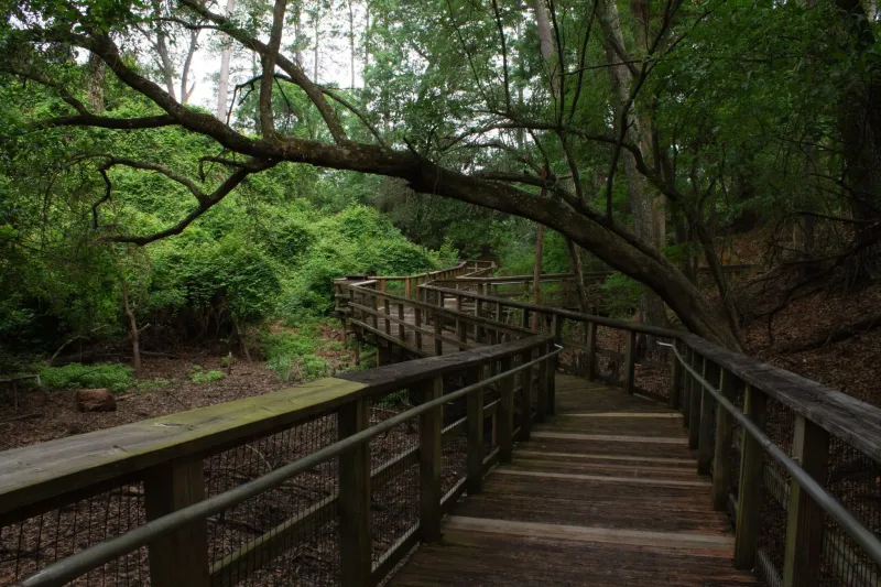 LCU art professor a winner in state parks calendar competition