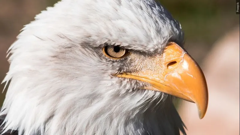Reward for info on slain bald eagle in Louisiana increased to $20K
