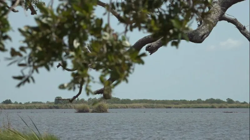 Vermilion Parish residents to learn if SpaceX will build launch pad near Pecan Island