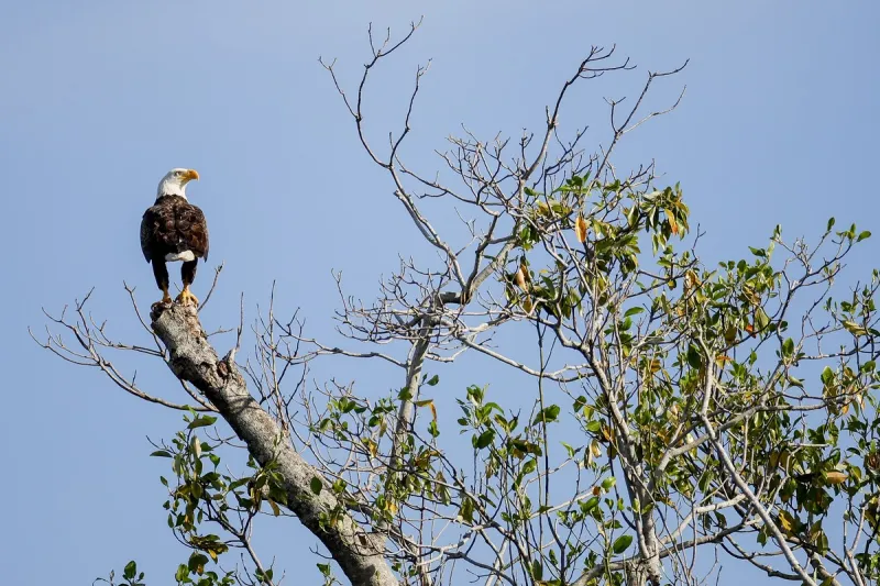 Reward Jumps From $6K To $20K In Louisiana Bald Eagle Killing