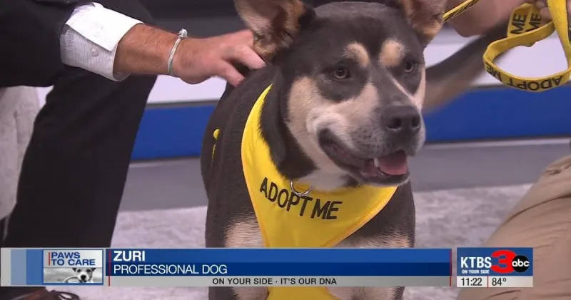 Paws to Care: Meet Zuri