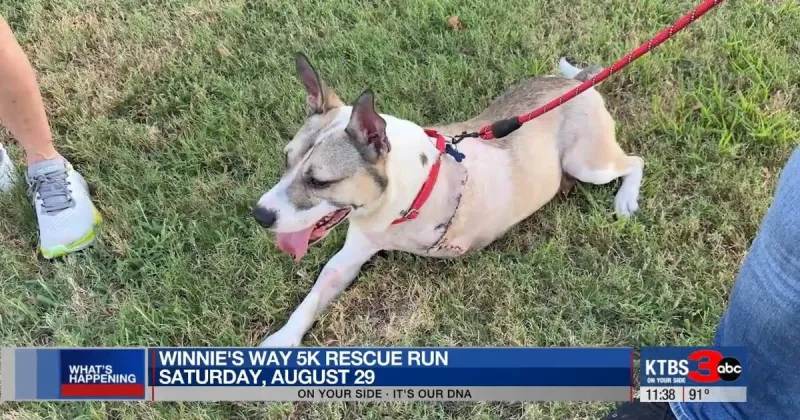 Winnie's Way rescue run to highlight adoptable dogs and support local rescues