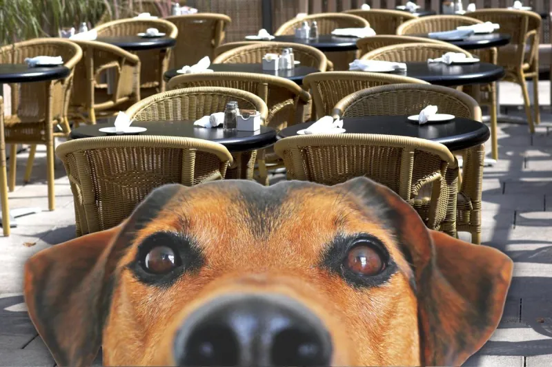 5 Shreveport-Bossier Patios That Your Pup Can Enjoy