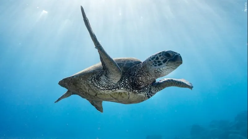 LDWF: Morgan City shrimpers arrested for illegal mods to turtle excluder devices