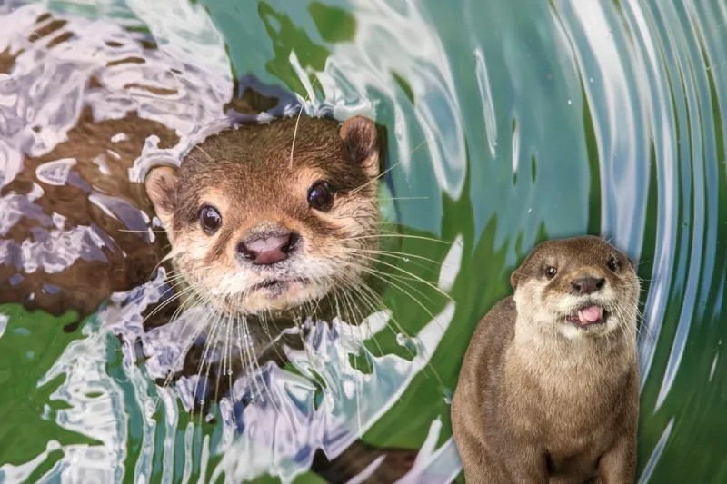Meet Neville and Seamus: Swimming With Otters at Magnolia Wilds