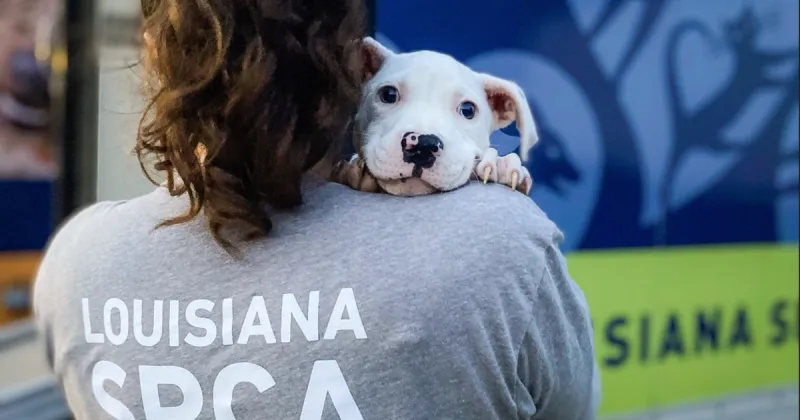 Letters: Volunteers and LASPCA do what they can, but animal control is the city's job