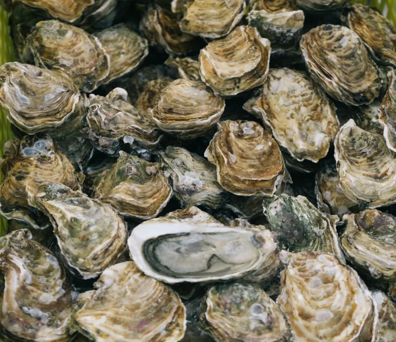 Houma Residents Face Seafood Fraud Citations From LDWF
