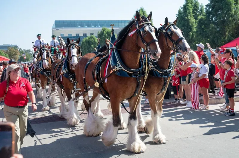 Budweiser Clydesdales Making Appearance Before Clemson-LSU Game