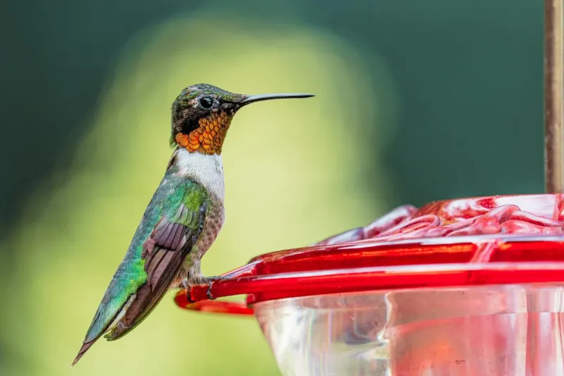If You Love Hummingbirds, It's Time to Get Your Feeders Ready