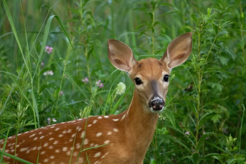 Deputy Startled After 'Dead' Deer Comes Back to Life