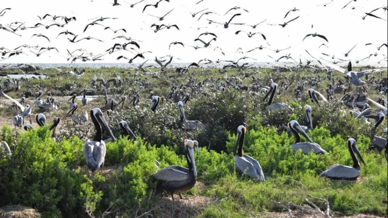 Queen Bess Island near Grand Isle wins 2026 Best Restored Shore award