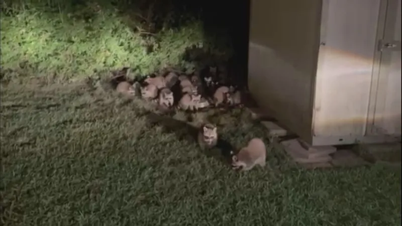 Walker woman besieged by 40 hungry visitors every night