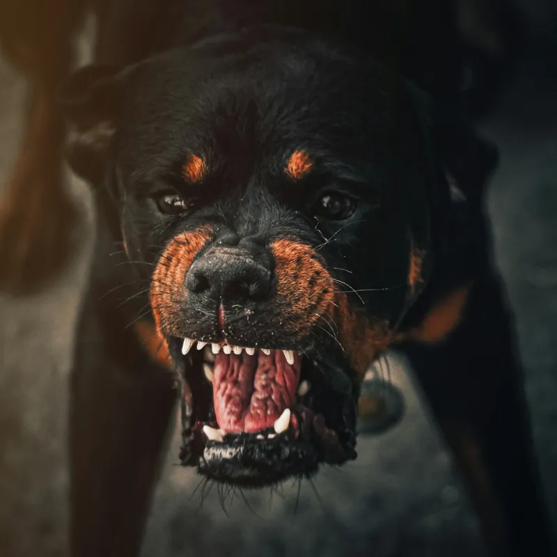 Are Specific Dog Breeds More Dangerous When It Comes to Biting?