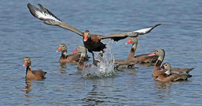 Duck season starting to heat up, but cooler weather would be welcome