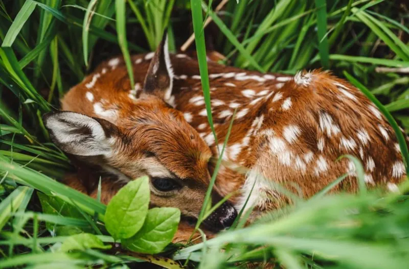 Man Stopped on I-49 Had a Live Fawn in His Car