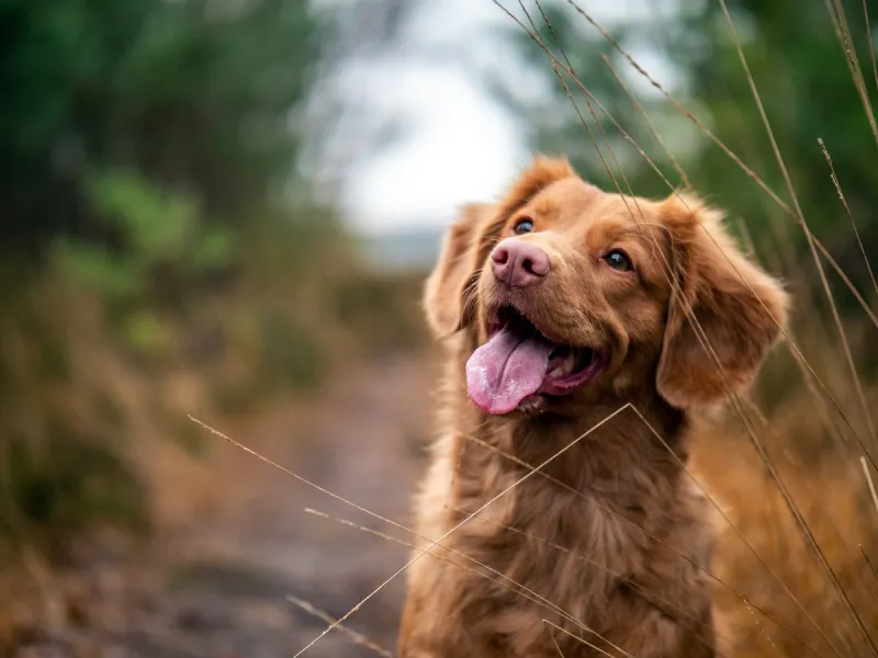 Free Rabies Vaccination Clincic in Lafayette