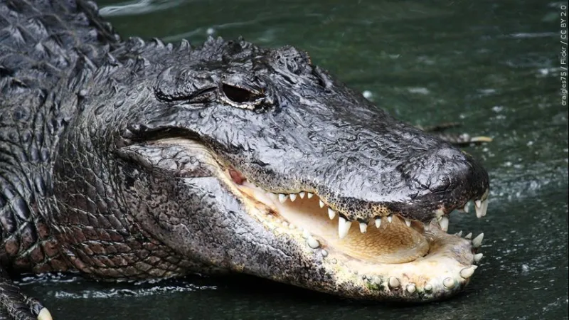 LDWF agents cite 3 people for alleged alligator harvesting violations in 2 separate cases