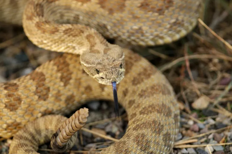 Can You Really Smell A Venomous Snake In The Louisiana Woods?