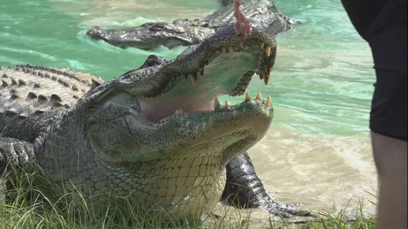 Louisiana recreational alligator hunting returns for first time in 50 years