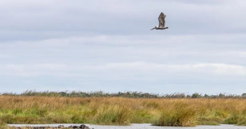 Are Louisiana's coastal restoration efforts working? New data provides answers.