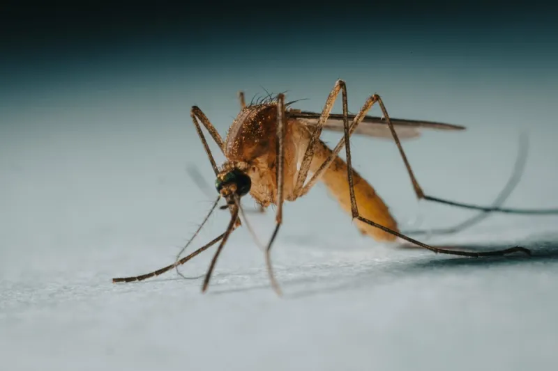 Elephant Mosquitoes Deployed in Louisiana, Don't Kill Them