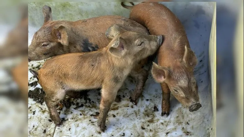 Albany man arrested for animal cruelty after 40 pigs found in substandard living conditions