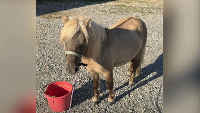 Lost pony reunited with owner after being found wandering in Tangipahoa Parish