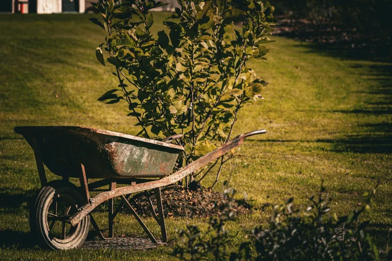 Get Louisiana Trees for as Little as One Dollar Before September 30