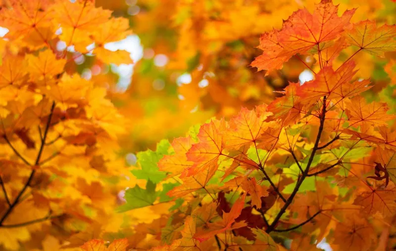 Yes, Louisiana Has Fall Foliage - And Two Spots Made the List of America's Best Autumn Views