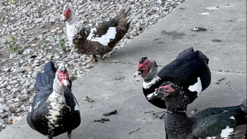 3 LSU students arrested for animal cruelty; allegedly ran over ducks, took selfies before discarding