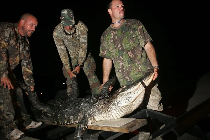 Busted- LDWF Agents Cite 3 For Illegal Alligator Harvest