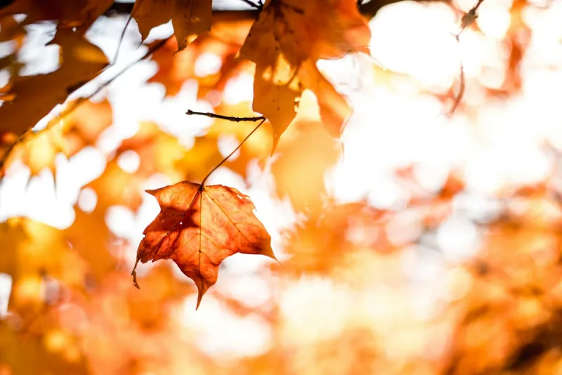 Acadiana Bracing for First Strong Cold Front of Fall