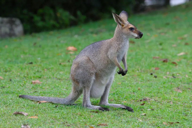 Drivers in Small Louisiana Town Shocked to See Exotic Animal in Roadway