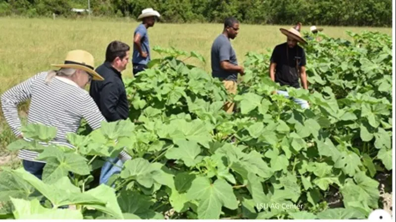 LSU AgCenter seeks applicants for 2027 Extension internship program