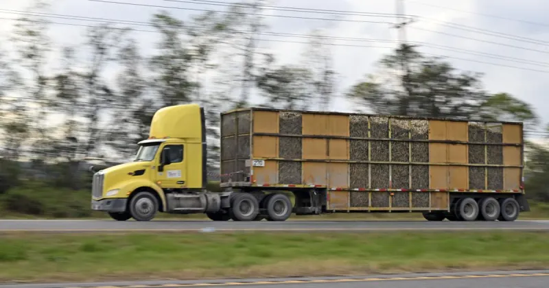Louisiana sugar cane harvest begins Tuesday. Local law enforcement urging caution on roads.