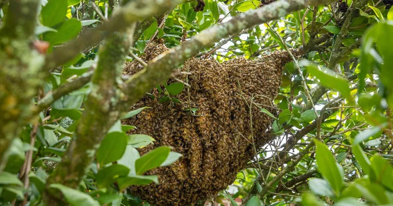 How a massive hive with 65,000 bees was hiding in plain sight on UL Lafayette campus