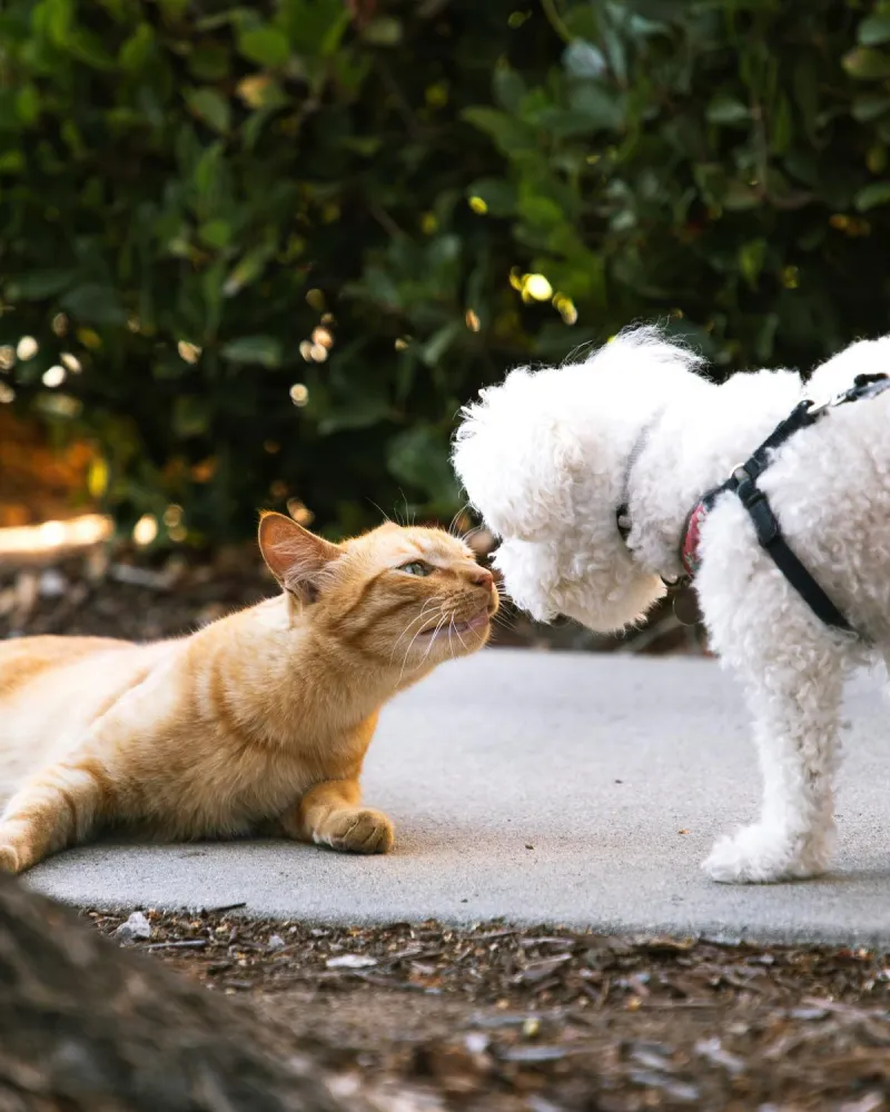 Lafayette Free Pet Adoption, Costs at Home after Adoption
