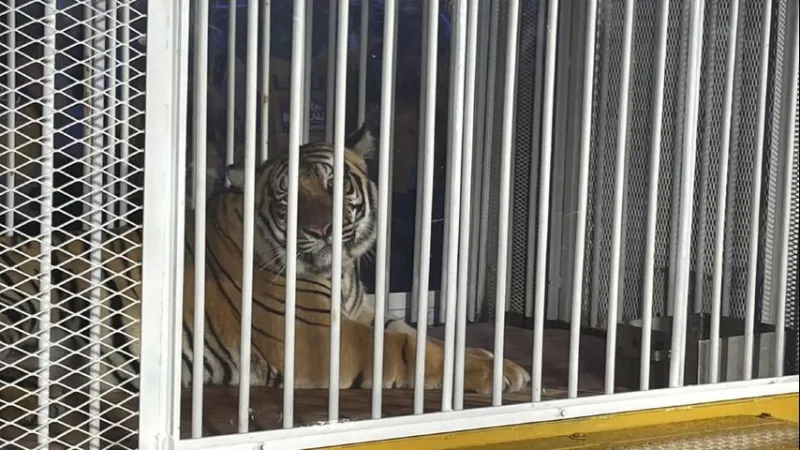Former LSU provost said tiger being brought to LSU game from Florida led to his resignation