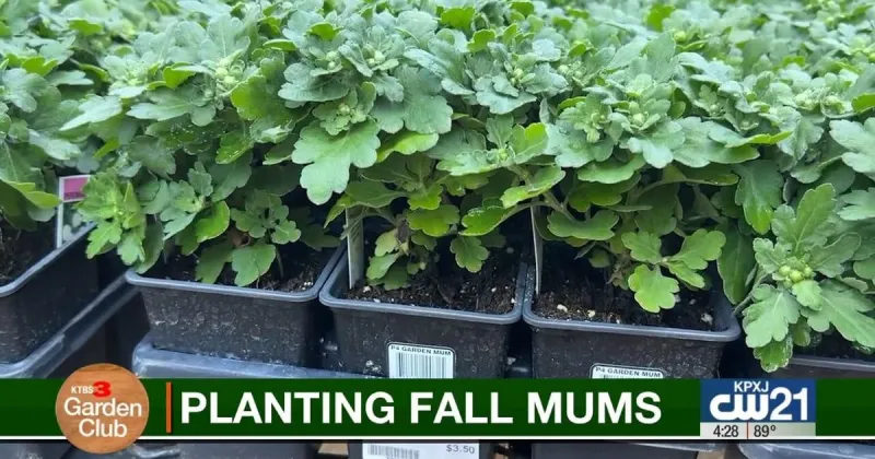 How to plant fall mums as perennials to ensure blooms return next year