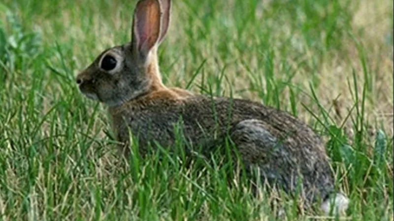 Louisiana squirrel and rabbit hunting seasons to open statewide