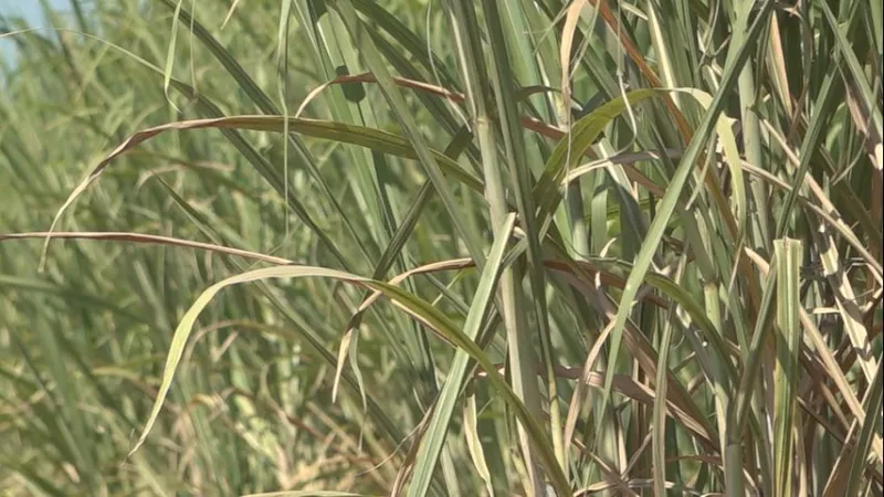 Despite high costs and unwanted insects, sugarcane farmer optimistic for harvest season