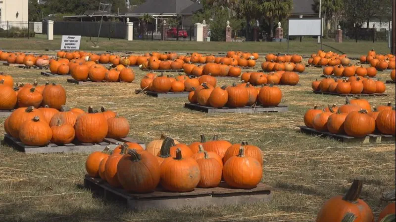 Prairieville church pumpkin patch raising funds for missions, Capital Region charities
