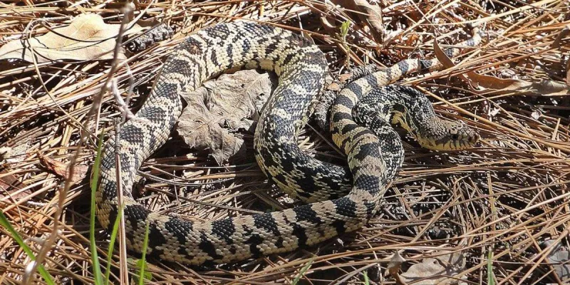 This is the Rarest Snake in Louisiana