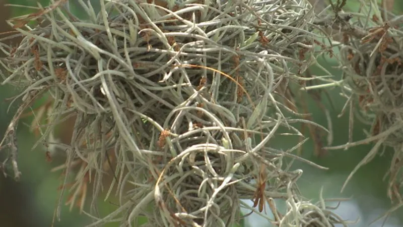 Volunteers sought for downtown Baton Rouge ball moss cleanup