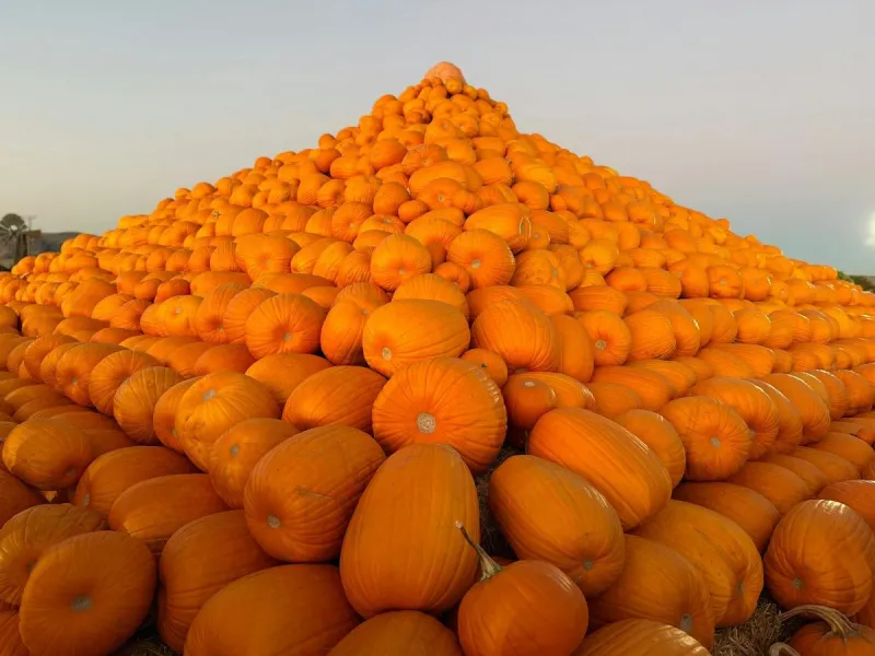 The Biggest Pumpkin Patch in Louisiana is a Must Visit This Fall