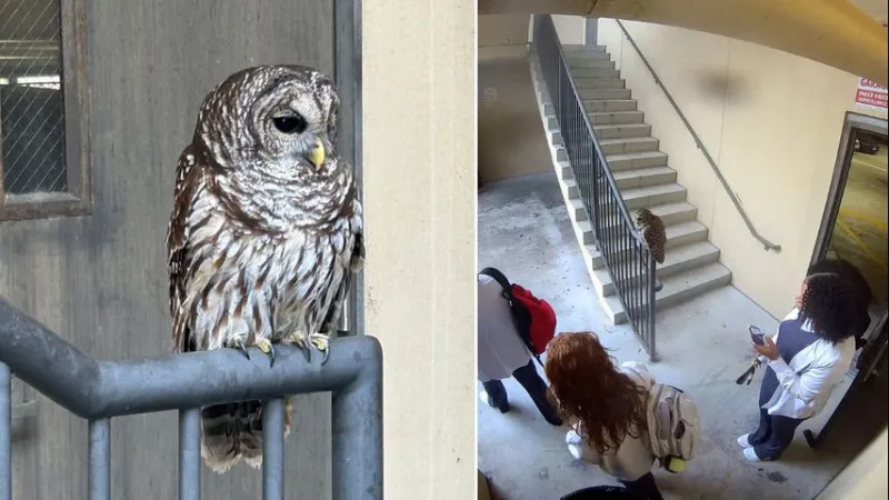 Owl rescued from BRCC parking garage