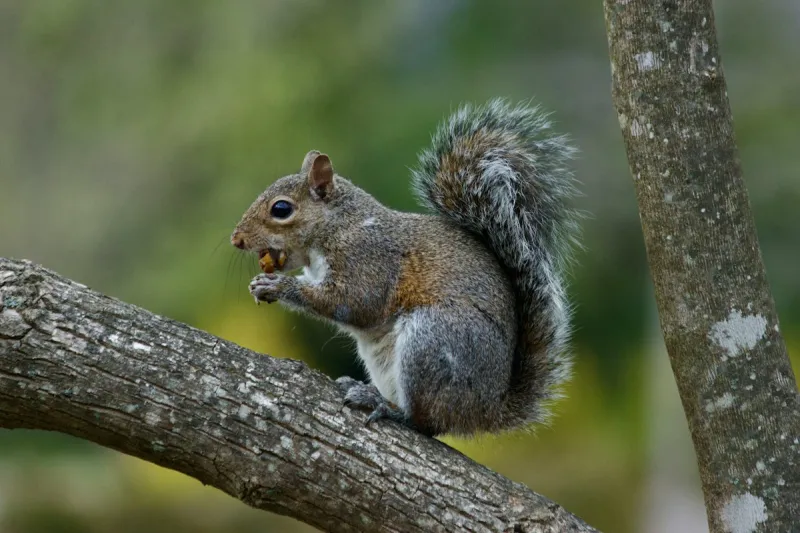 Louisiana Squirrel Season Opens This Saturday and Kids Need to Go