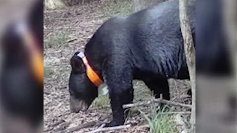 Orphaned bear rehabilitated in Louisiana spotted in Mississippi 6 years later