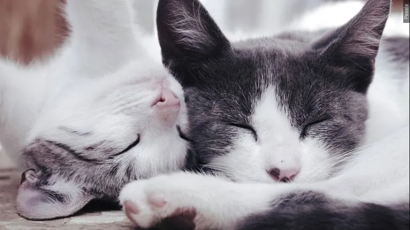 Cat Haven to host 2 events this fall commemorating milestone year