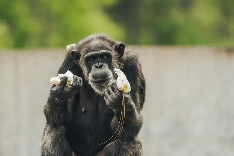 First Look: What to Expect at Chimp Haven's Fall Discovery Day